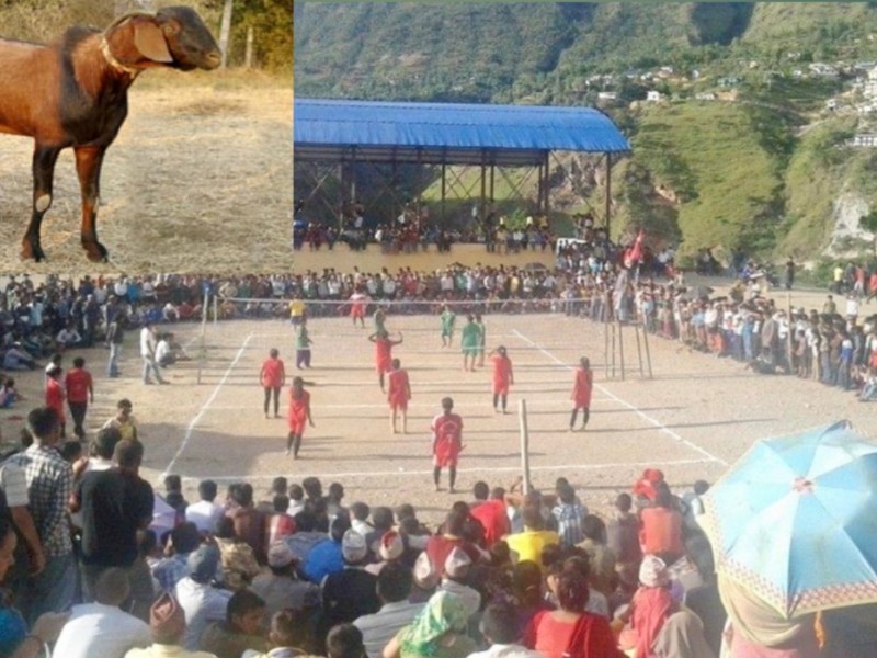 भलिबल जितेमा १६ हजारको खसि पुरस्कार